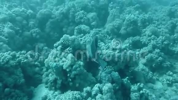 热带鱼在珊瑚附近游泳视频的预览图