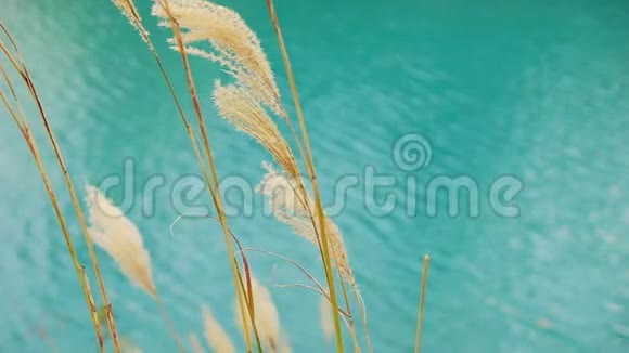 风吹过的天然草花蓝色的绿松石水为背景视频的预览图