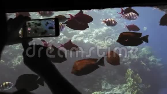一群五颜六色的鱼在水下船上的研究观看和拍摄中一只游客手的轮廓无法辨认视频的预览图