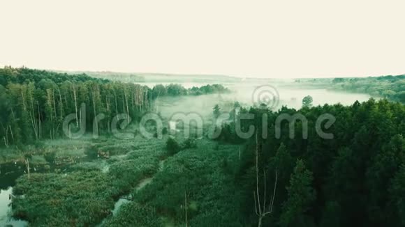 森林和池塘附近的薄雾田野视频的预览图