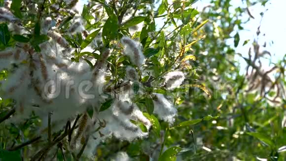 在阳光明媚的夏日柳枝上有蓬松的白色绒毛花序在微风中微微摇曳视频的预览图