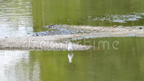 在图尔斯的卢瓦尔河上的一只海鸥视频的预览图