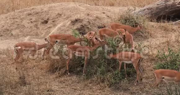 Impalaamelampus女性饮食集团肯尼亚马赛马拉公园实时视频的预览图