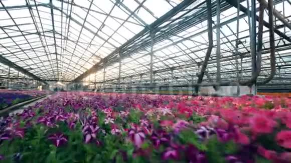 紫色和白色的花在玻璃房的花盆里生长视频的预览图