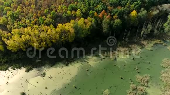 秋天的大自然空中拍摄的森林树沼视频的预览图