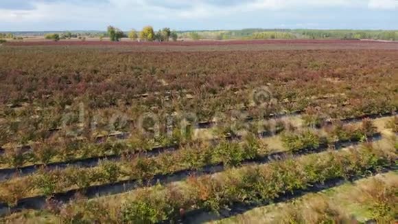 在秋天经过一排排蓝莓灌木丛秋色浆果红色勃艮第空中镜头视频的预览图