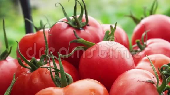 许多红熟的西红柿在篮子里有机蔬菜收获视频的预览图