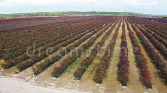 在秋天飞过一排排蓝莓灌木丛秋色浆果红色勃艮第空中镜头视频的预览图