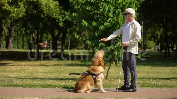 盲人在公园训练导盲犬发出服从命令和喂食视频的预览图