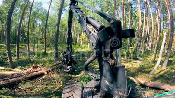 工作机器在树林里砍树视频的预览图