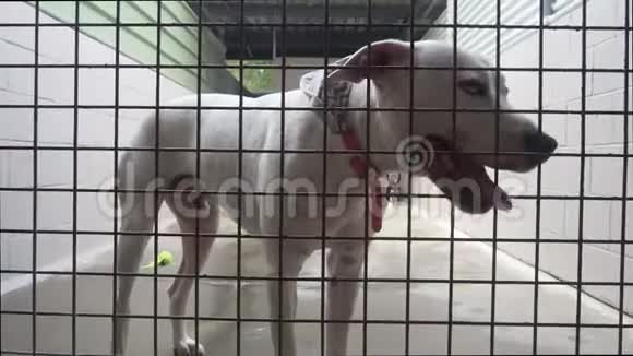 白狗关在动物收容所等待收养视频的预览图