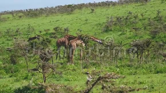 非洲野生大草原上长满荆棘的山丘上的长颈鹿在吃草视频的预览图
