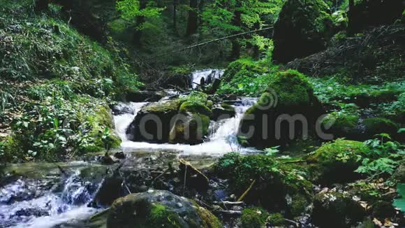 一条小山涧瀑布从绿色森林的岩石中流过视频的预览图