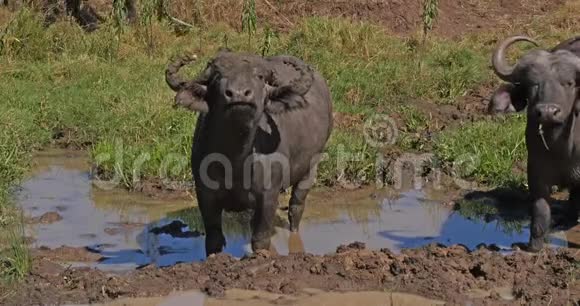 非洲水牛切角有泥浆浴肯尼亚内罗毕公园实时视频的预览图