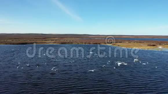 拉洛斯赫格利尼西伯利亚西部10月海鸥群视频的预览图