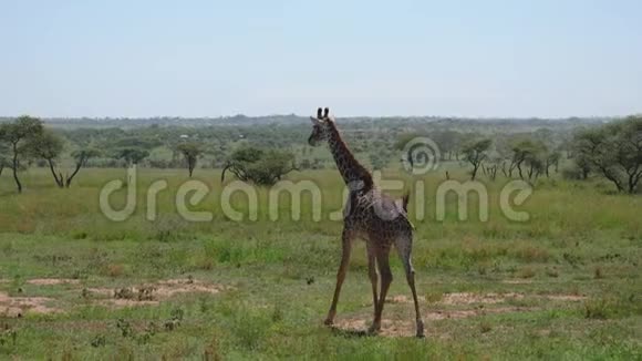 年轻的长颈鹿在草原上漫步非洲有浓密的灌木和荆棘视频的预览图