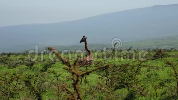 长颈鹿躺在草地上躺在荒野非洲的灌木丛中视频的预览图