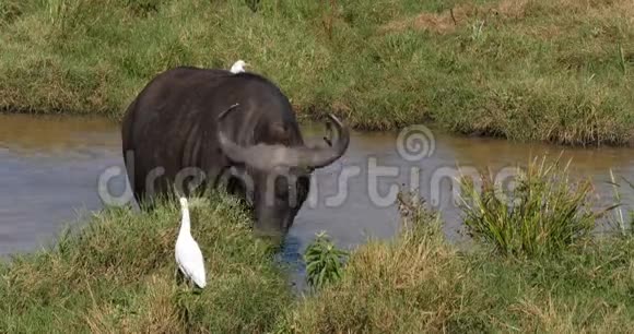 非洲水牛切角成人在水洞吃草牛白鹭布沟ibis肯尼亚内罗毕公园实时视频的预览图