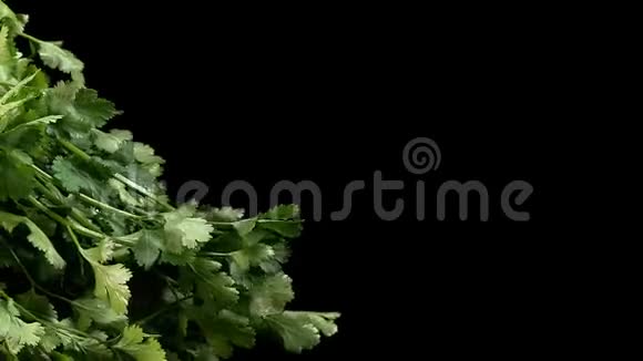 黑背景下的新鲜草本植物视频的预览图