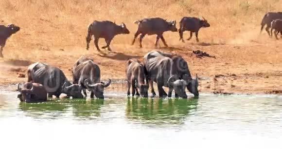 非洲水牛切弗赫尔德在水洞饮水跑步肯尼亚的茨沃公园视频的预览图