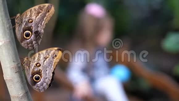 一个漂亮的小女孩在热带花园里玩耍在前景中蝴蝶坐在树枝上4K慢慢视频的预览图