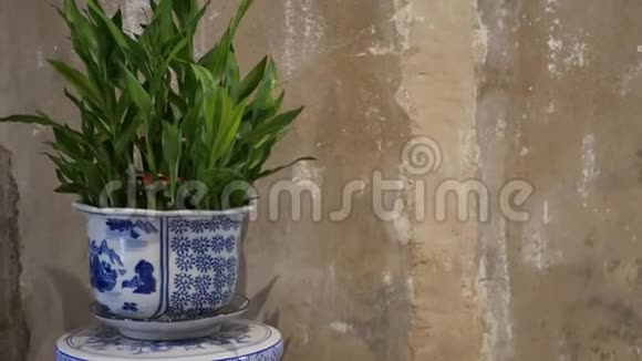 壁附近的盆栽植物观赏中国陶瓷盆有绿色植物靠近破旧的混凝土墙视频的预览图
