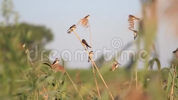 迁徙前栖息在芦苇上的鸟群视频的预览图