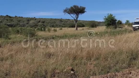 肯尼亚马赛马拉公园的摄影爱好者视频的预览图