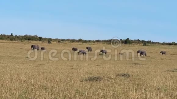 肯尼亚非洲大象马塞马拉公园萨凡纳景观视频的预览图