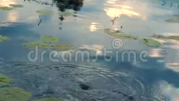 白桨慢慢地浸在平静的河水里夕阳下碧绿的睡莲叶落在那里视频的预览图