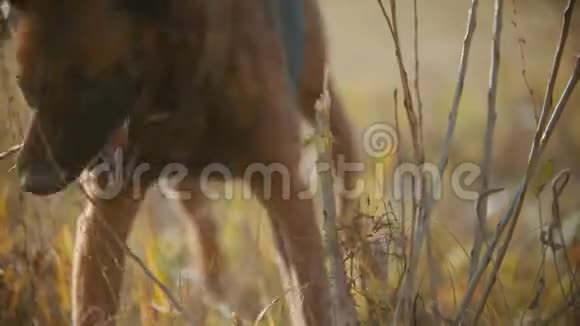 德国牧羊犬咬草和棍子视频的预览图