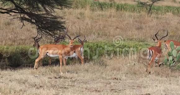 Impalaamelampus肯尼亚内罗毕公园萨凡纳行走的雄性群体实时视频的预览图