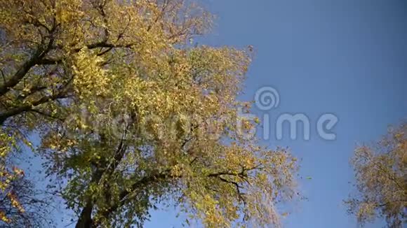 仰望秋橡黄树老林中的橙红叶视频的预览图
