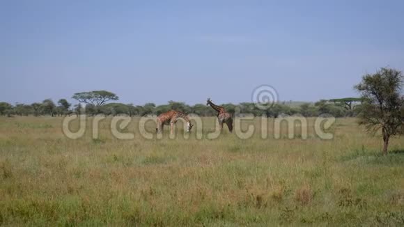 在非洲大草原的牧场上放牧的两只长颈鹿视频的预览图