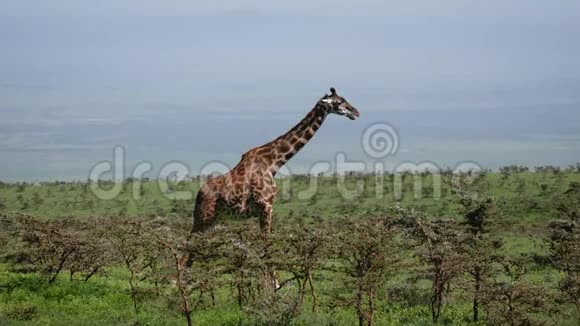 野生非洲灌木丛中长颈鹿站立的侧景视频的预览图