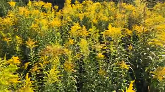 一个美丽的黄色花丛的慢动作视频视频的预览图