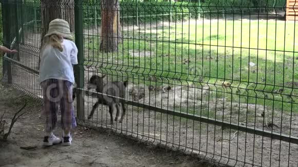 4K儿童动物园公园喂养小山羊快乐小女孩玩动物视频的预览图