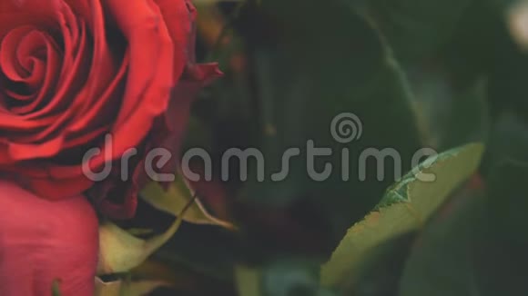 两朵美丽的红玫瑰模糊的绿叶视频的预览图