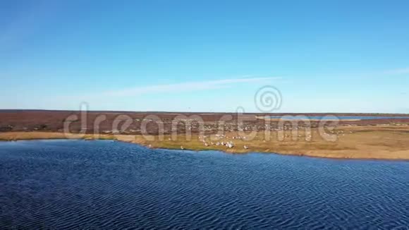 拉洛斯赫格利尼西伯利亚西部10月海鸥群视频的预览图