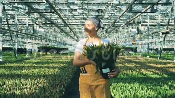 微笑的女人在温室里散步时拿着一桶黄色郁金香视频的预览图
