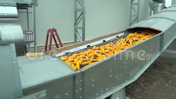 玉米在田间收获后在工厂仓库的传送带上移动高清镜头视频的预览图