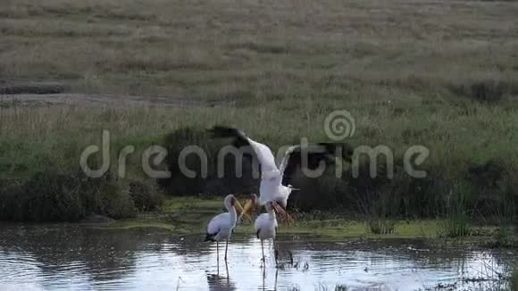肯尼亚马赛马拉公园黄嘴鹳朱鹭成虫站在池塘边飞行中从水中起飞视频的预览图