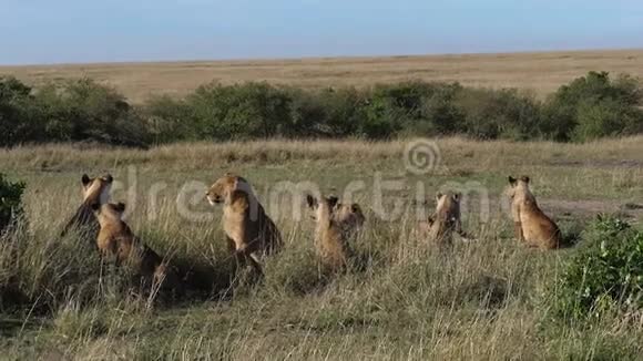 非洲狮豹狮子萨凡纳群肯尼亚马赛马拉公园视频的预览图
