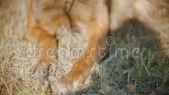 德国牧羊犬躺在秋草上视频的预览图