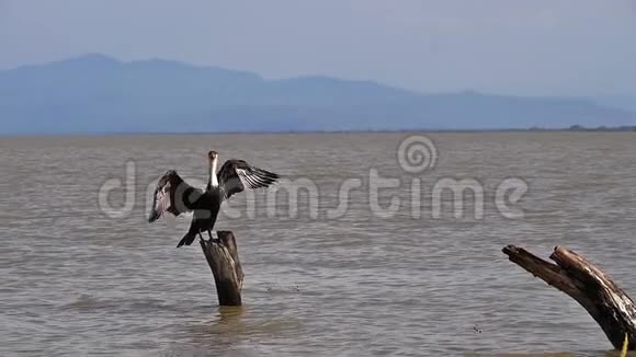 白色创造的科莫兰特phalacrocoraxcarbo清醒成人起飞在飞行巴林戈湖在肯尼亚视频的预览图