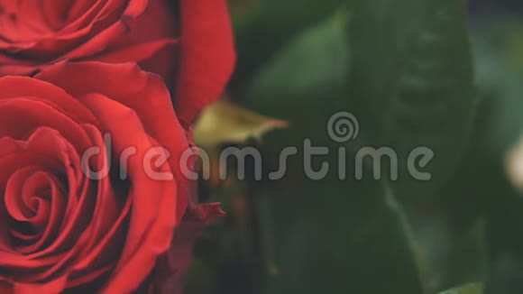 两朵美丽的红玫瑰模糊的绿叶视频的预览图