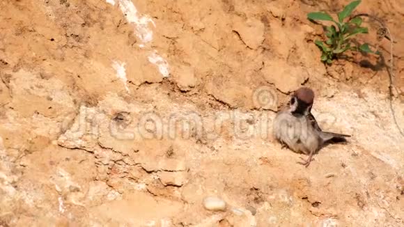 欧亚树麻雀帕瑟蒙塔努斯坐在泥坡上尖叫视频的预览图