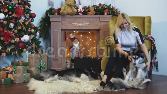 年轻女子试图把一个西伯利亚哈士奇放在扶手椅上在一个装饰圣诞节房间的舒适壁炉旁视频的预览图