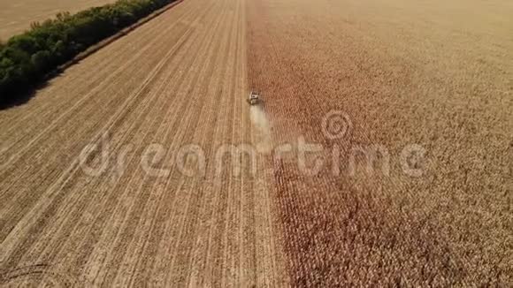 鸟瞰现代联合收割小麦的黄色麦田后景农业现场视频的预览图