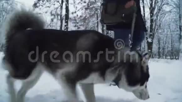 一个男人带着一只哈士奇狗在公园里散步用皮带拴住狗狗走在主人旁边视频的预览图